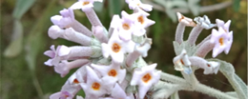 密蒙花黄叶的原因和处理办法 密蒙花黄叶的原因和处理办法