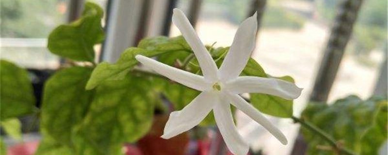 毛茉莉黄叶的原因和处理办法