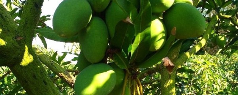 芒果黄叶的原因和处理办法 芒果黄叶的原因和处理办法