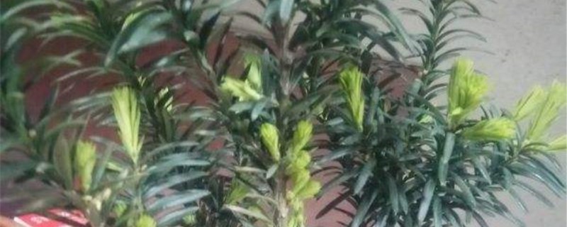 曼地亚红豆杉黄叶的原因和处理办法 曼地亚红豆杉黄叶的原因和处理办法