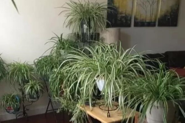 养这花真赚钱,一年能生3麻袋,邻居朋友抢着要! 养这花真赚钱,一年能生3麻袋,邻居朋友抢着要!