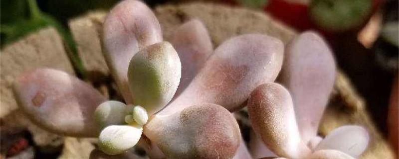 桃美人适合在什么地方养殖 桃美人适合在什么地方养殖