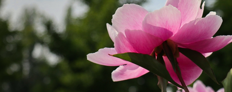 芍药冬天怎么养殖 芍药冬天怎么养殖
