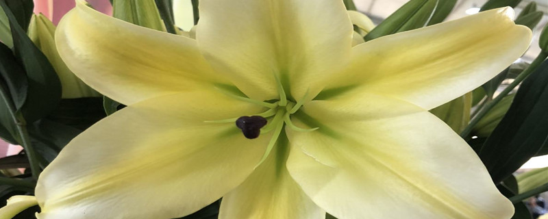 百合花冬天怎么养殖 百合花冬天怎么养殖