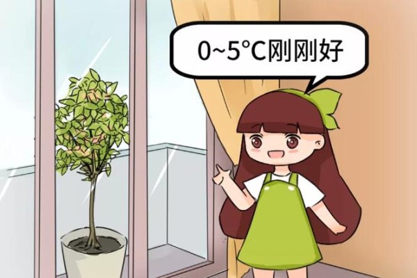 家里有这花,低温冻一冻,开花才更旺! 家里有这花,低温冻一冻,开花才更旺!