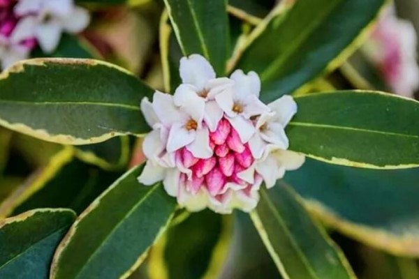 冬天就养它,堪比“活香水”,花一开满屋香味儿! 冬天就养它,堪比“活香水”,花一开满屋香味儿!