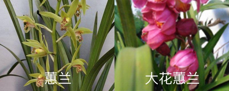 大花蕙兰和蕙兰的区别