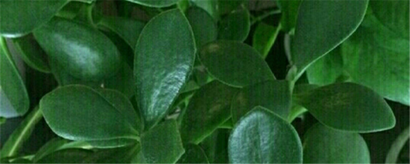 燕子掌冬季要修剪吗,怎么修剪 燕子掌冬季要修剪吗,怎么修剪
