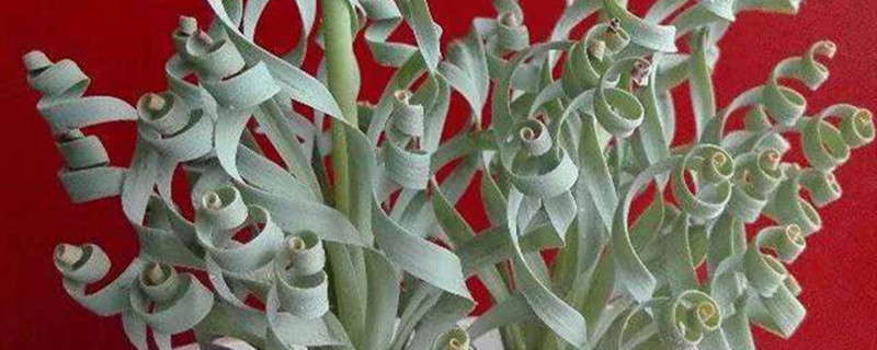 弹簧草冬天怎么养殖 弹簧草冬天怎么养殖