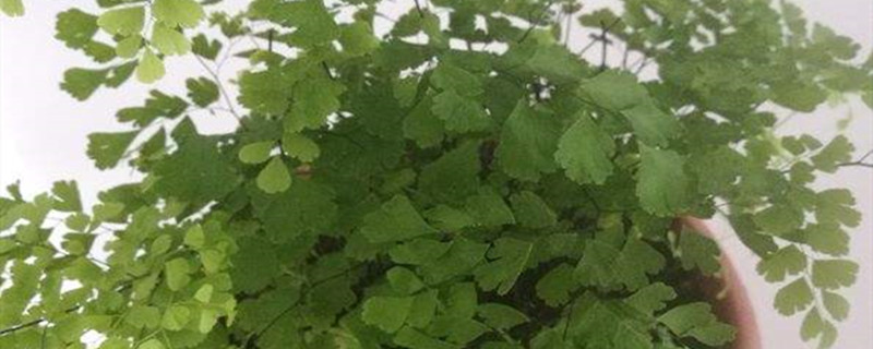 铁线蕨烂根怎么办 铁线蕨烂根怎么办