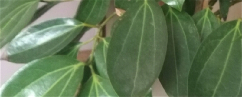 平安树烂根怎么办