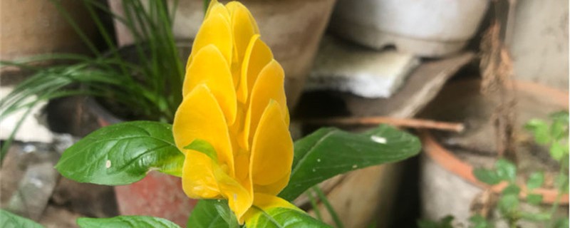 金苞花烂根怎么办 金苞花烂根怎么办