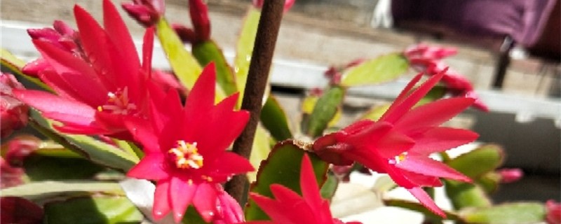 假昙花烂根怎么办 假昙花烂根怎么办