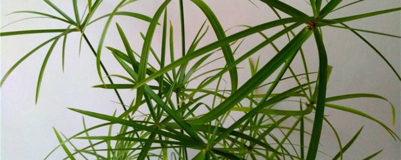 旱伞草烂根了怎么补救 旱伞草烂根了怎么补救