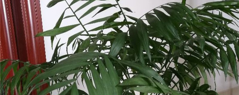夏威夷椰子烂根怎么办 夏威夷椰子烂根怎么办