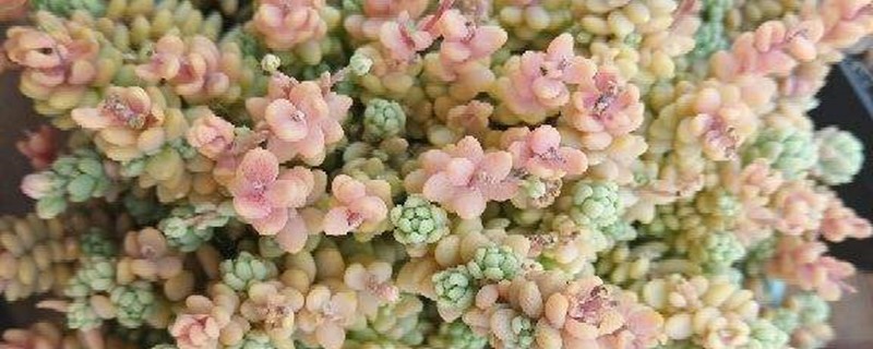 姬星美人的主要病虫害及其防治方法 姬星美人的主要病虫害及其防治方法