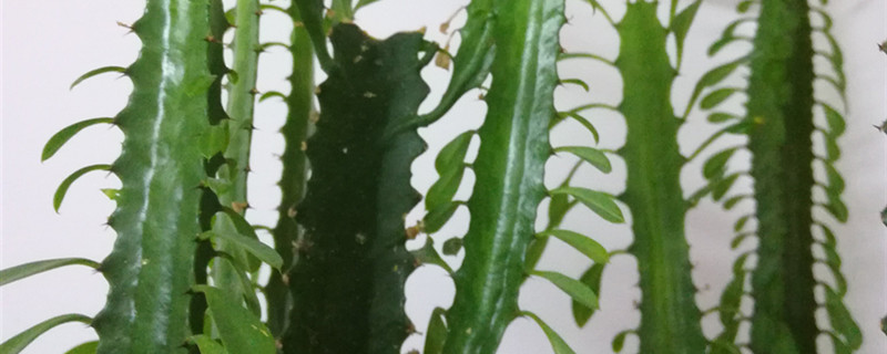 龙骨花的主要病虫害及其防治方法 龙骨花的主要病虫害及其防治方法