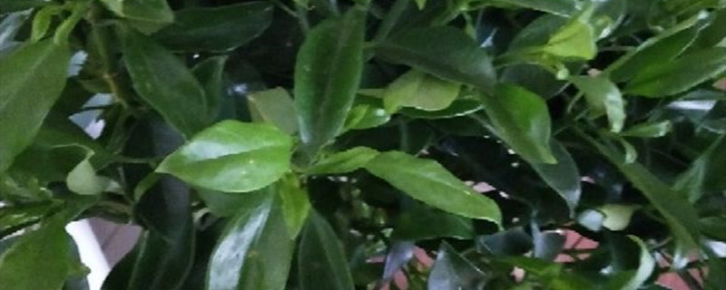 非洲茉莉的主要病虫害及其防治方法 非洲茉莉的主要病虫害及其防治方法