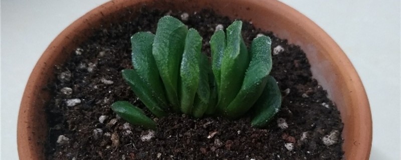 玉扇烂根怎么办 玉扇烂根怎么办