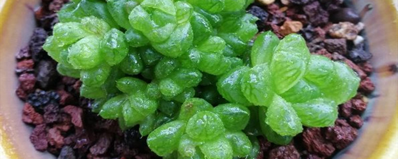 草玉露烂根怎么办 草玉露烂根怎么办