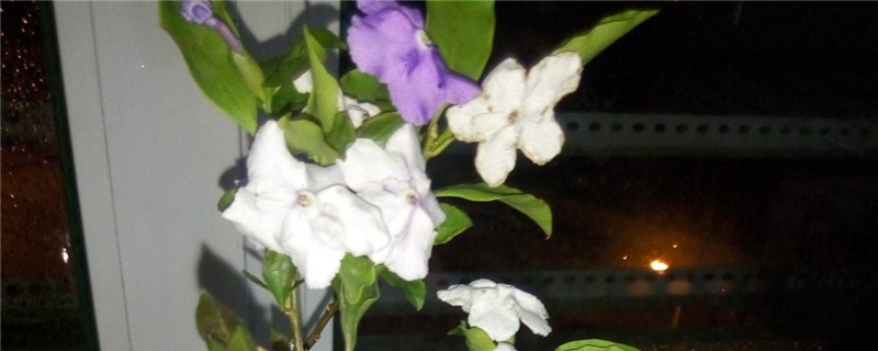 双色茉莉烂根怎么办 双色茉莉烂根怎么办