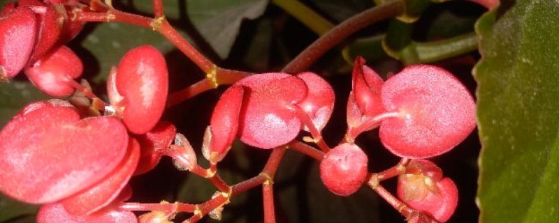 竹节海棠烂根怎么办 竹节海棠烂根怎么办