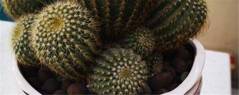 金琥开花吗,为什么不开花 金琥开花吗,为什么不开花