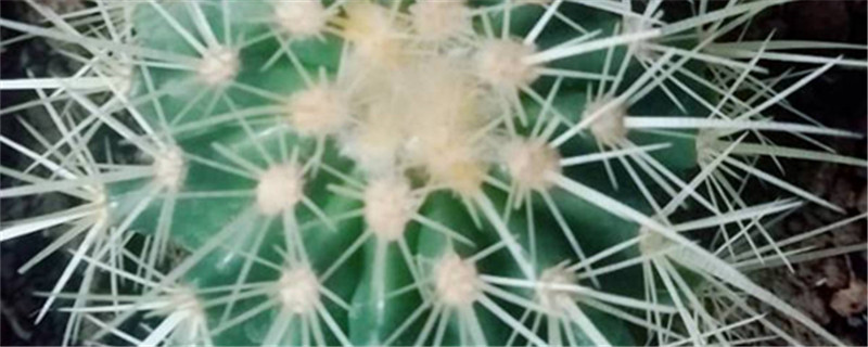 金琥怎么养,有哪些注意事项 金琥怎么养,有哪些注意事项