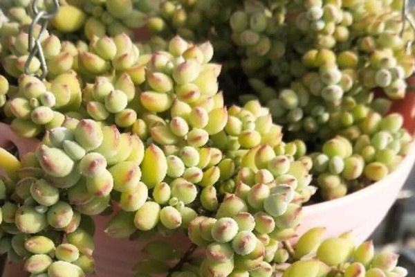 家里养盆它,挂窗边垂下2米绿窗帘,一开花更美! 家里养盆它,挂窗边垂下2米绿窗帘,一开花更美!