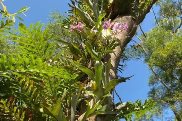 特神奇的花,绑在木头上也能活,一根枝能开20朵花,头一回见! 特神奇的花,绑在木头上也能活,一根枝能开20朵花,头一回见!