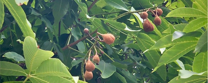 七叶树又叫菩提树吗 七叶树又叫菩提树吗