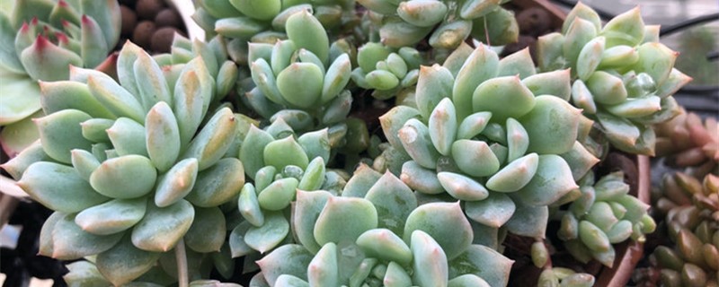 苔藓可以和多肉一起养吗 苔藓可以和多肉一起养吗