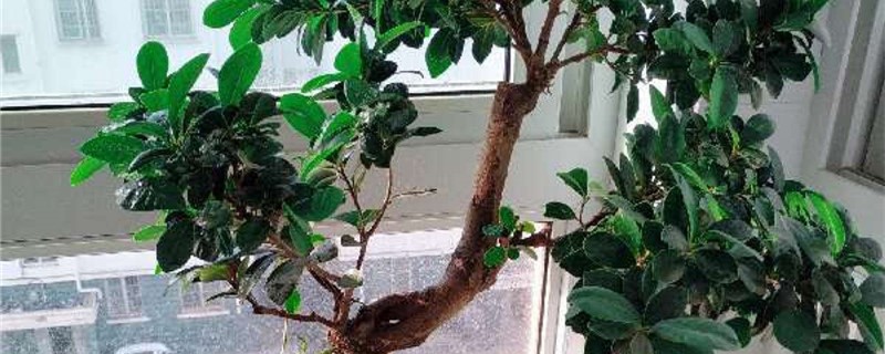 盆景榕树必须铺苔藓吗 盆景榕树必须铺苔藓吗