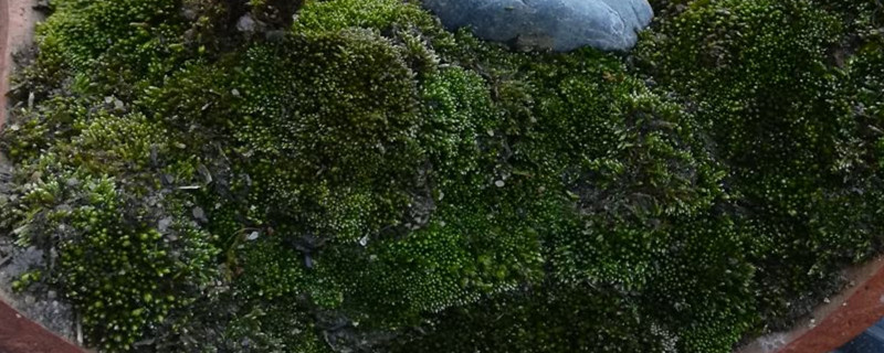 苔藓有输导组织吗 苔藓有输导组织吗