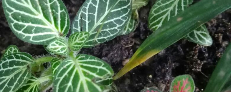 网纹草冬天怎么养殖 网纹草冬天怎么养殖