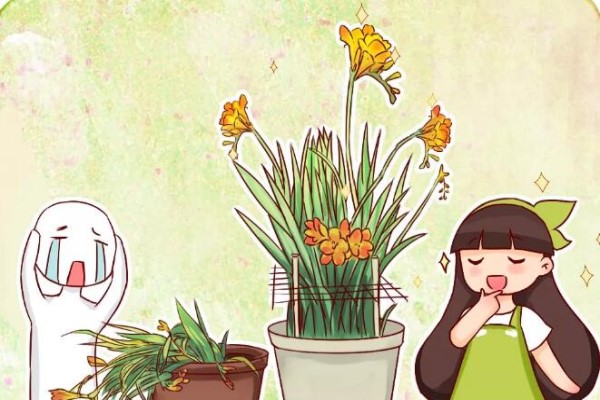 家里有这花,叶子东倒西歪,再不管小心没花看! 家里有这花,叶子东倒西歪,再不管小心没花看!