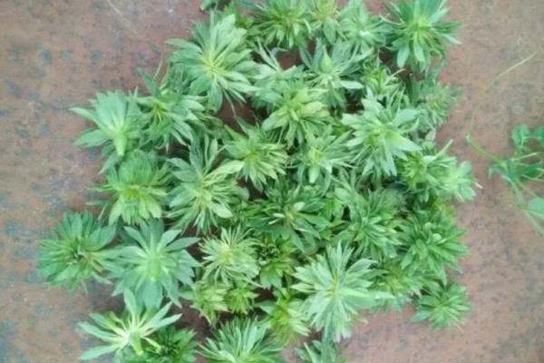 月季花上长多肉,邻居天天跑来看,太稀奇! 月季花上长多肉,邻居天天跑来看,太稀奇!