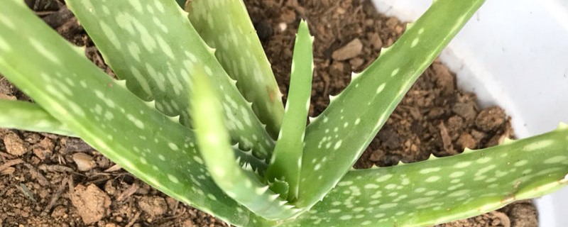 芦荟烂根了怎么补救 芦荟烂根了怎么补救