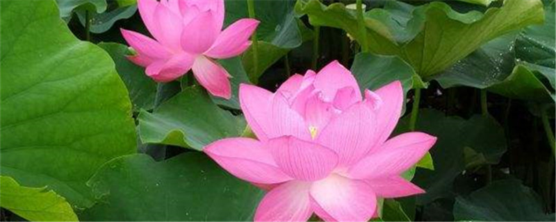莲花烂根怎么办 莲花烂根怎么办