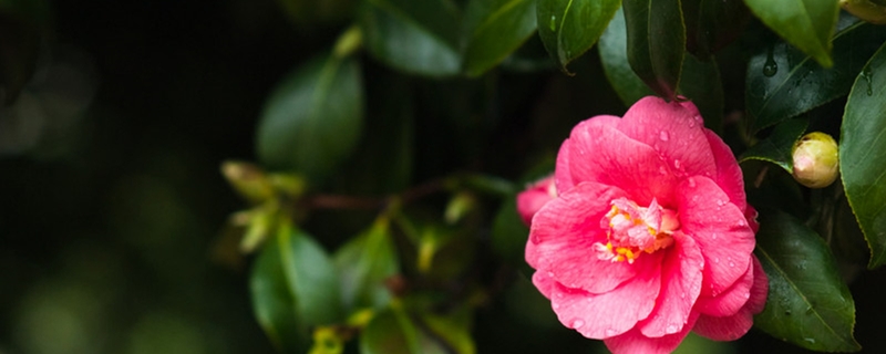 山茶花烂根怎么办 山茶花烂根怎么办