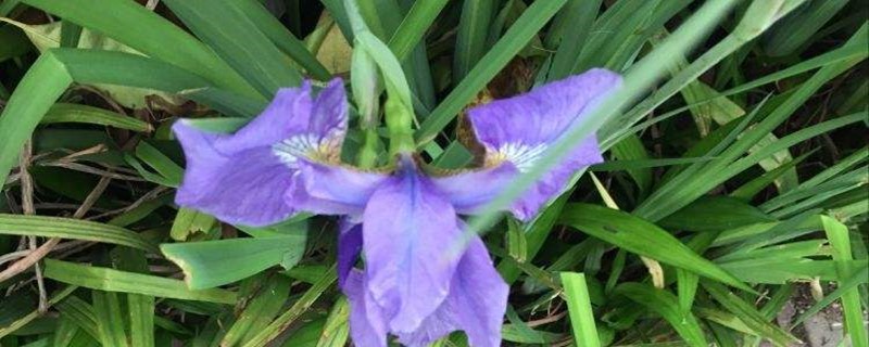 花菖蒲烂根怎么办 花菖蒲烂根怎么办
