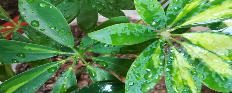 鹅掌柴烂根怎么办 鹅掌柴烂根怎么办