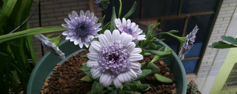 蓝目菊烂根怎么办 蓝目菊烂根怎么办