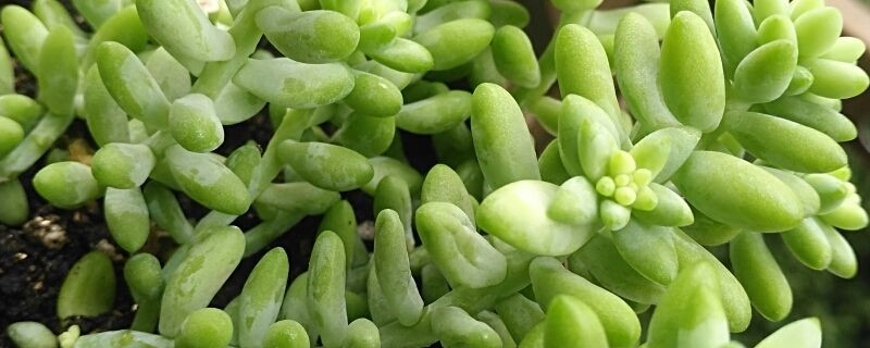 新玉缀烂根怎么办 新玉缀烂根怎么办