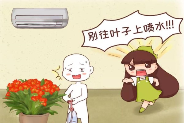 这花冬天别喷水,一喷就烂叶,花苞止不住的掉! 这花冬天别喷水,一喷就烂叶,花苞止不住的掉!