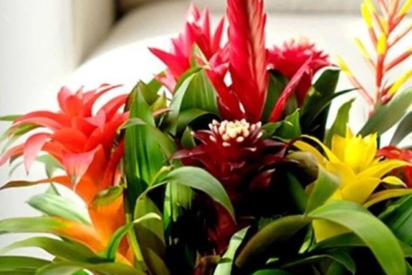冬天养这花,撒点水就活,开花10个月不败! 冬天养这花,撒点水就活,开花10个月不败!