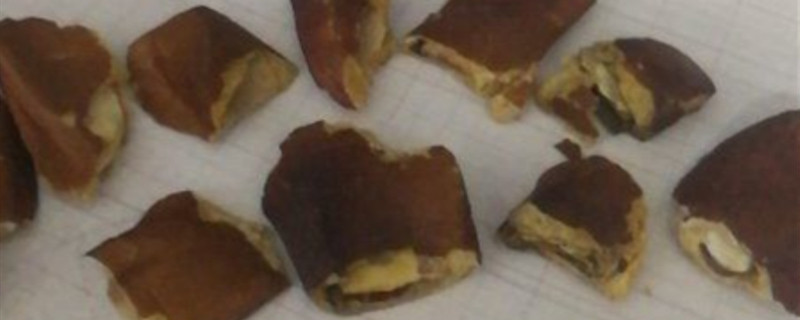 向天果的作用 向天果的作用