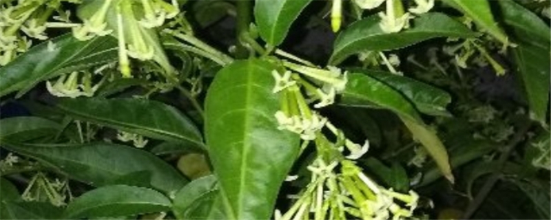 室内不能养的花有哪些 室内不能养的花有哪些