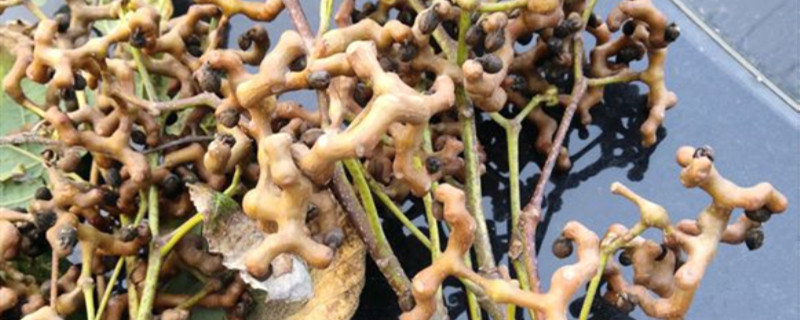 拐枣籽能种出来吗 拐枣籽能种出来吗