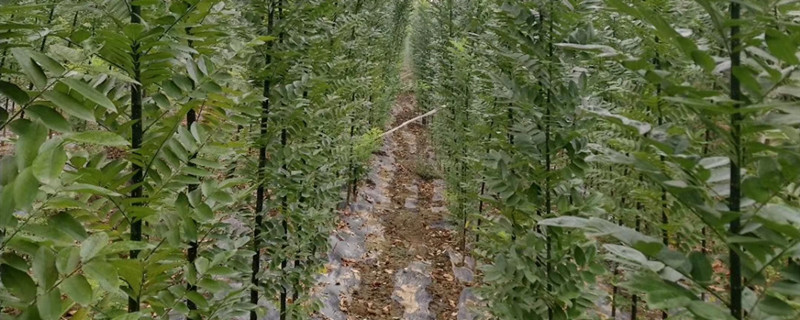 槐树是被子植物还是裸子植物